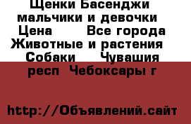 Щенки Басенджи ,мальчики и девочки › Цена ­ 1 - Все города Животные и растения » Собаки   . Чувашия респ.,Чебоксары г.